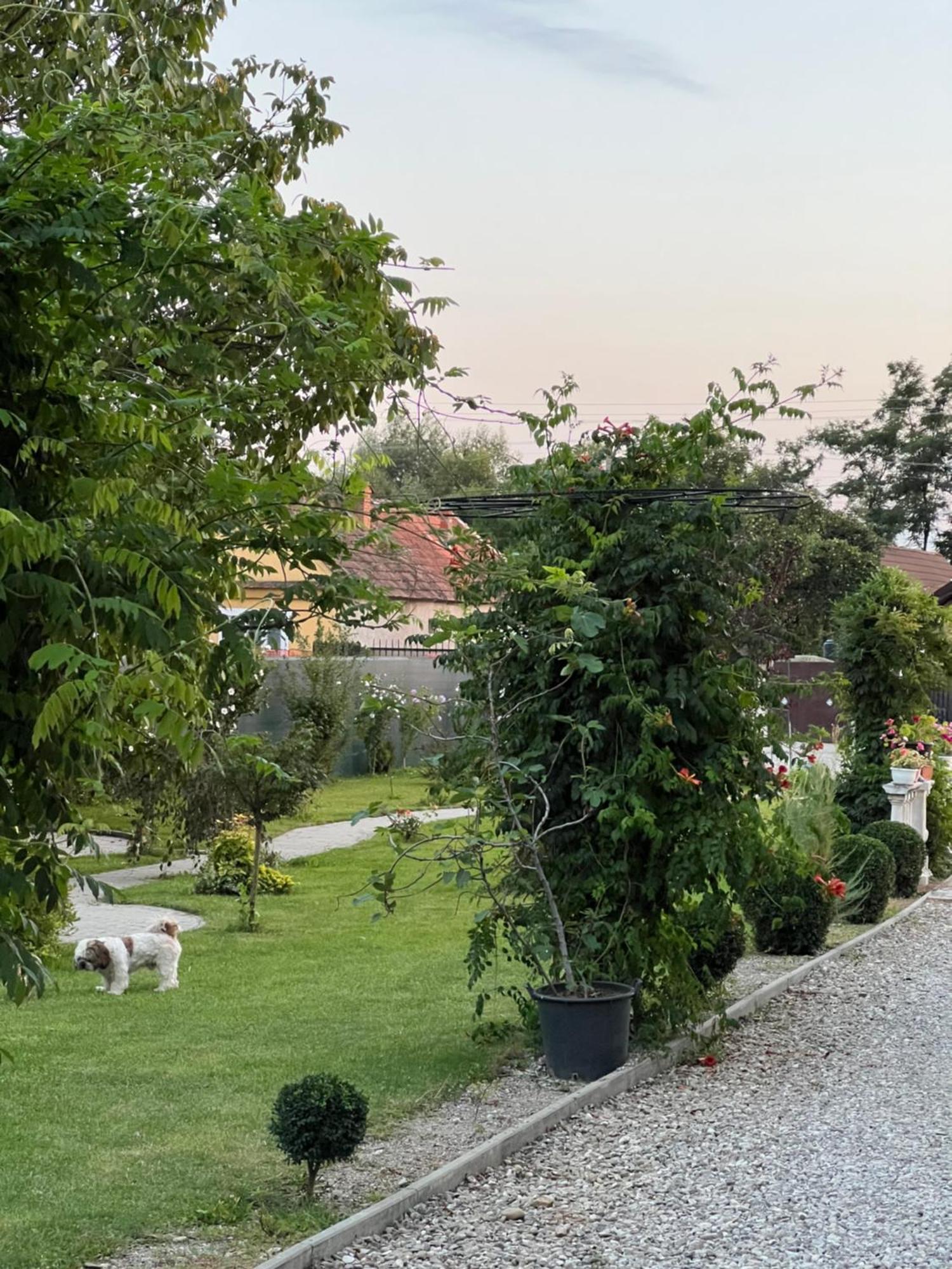 Pensiunea Baroc Dobirlau 외부 사진